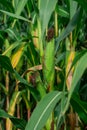 Young corn plants in a field. Maize or sweetcorn plants background Royalty Free Stock Photo