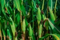 Young corn plants in a field. Maize or sweetcorn plants background Royalty Free Stock Photo