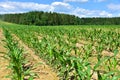 Young corn plants in a field. Maize or sweetcorn plants background. Cornfield texture. Agricultural  and farm concept Royalty Free Stock Photo