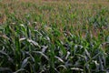 Young corn plants in a field. Maize or sweetcorn plants background. Cornfield texture. Agricultural  and farm concept Royalty Free Stock Photo