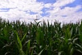 Young corn plants in a field. Maize or sweetcorn plants background. Cornfield texture Royalty Free Stock Photo