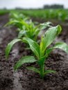 Young corn plants in a field with raindrops on leaves Royalty Free Stock Photo