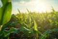 Young corn plants in field with sun flare