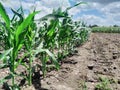 young corn plants Royalty Free Stock Photo
