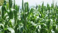 Young corn plants that grow green and lush