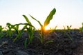 Young corn plants growing in cultivated field with sunset sun, soft focus Royalty Free Stock Photo