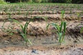 Young corn plants growing Royalty Free Stock Photo