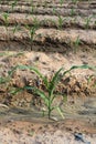 Young corn plants growing Royalty Free Stock Photo