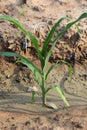 Young corn plants growing Royalty Free Stock Photo