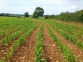 Young corn plants growing in a farm field. Royalty Free Stock Photo