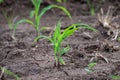 Young corn plants growing on the field, corn farm Royalty Free Stock Photo