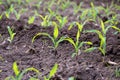 Young corn plants growing on the field, corn farm Royalty Free Stock Photo