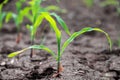 Young corn plants growing on the field, corn farm Royalty Free Stock Photo
