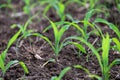 Young corn plants growing on the field, corn farm Royalty Free Stock Photo