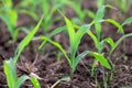 Young corn plants growing on the field, corn farm Royalty Free Stock Photo