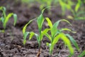 Young corn plants growing on the field, corn farm Royalty Free Stock Photo