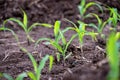 Young corn plants growing on the field, corn farm Royalty Free Stock Photo