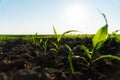 Young corn plants growing on the field on a sunny day. Fresh green sprouts of maize. Growing corn. Royalty Free Stock Photo