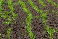 Young corn plants growing on the field on a sunny day. Selective focus Royalty Free Stock Photo