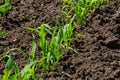 Young corn plants growing on the field on a sunny day. Selective focus Royalty Free Stock Photo