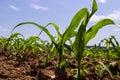 Young corn plants growing on the field on a sunny day. Selective focus Royalty Free Stock Photo