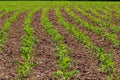 Young corn plants growing on the field on a sunny day. Selective focus Royalty Free Stock Photo