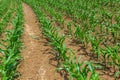 Young corn plants growing on the field on a sunny day. Selective focus Royalty Free Stock Photo