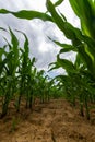 Young corn plants growing on the field on a sunny day. Selective focus Royalty Free Stock Photo