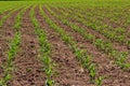 Young corn plants growing on the field on a sunny day. Selective focus Royalty Free Stock Photo