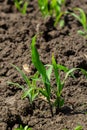 Young corn plants growing on the field on a sunny day. Selective focus Royalty Free Stock Photo