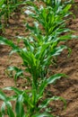 Young corn plants growing on the field on a sunny day. Selective focus Royalty Free Stock Photo