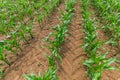 Young corn plants growing on the field on a sunny day. Selective focus Royalty Free Stock Photo