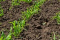 Young corn plants growing on the field on a sunny day. Selective focus Royalty Free Stock Photo