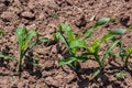 Young corn plants growing on the field on a sunny day. Selective focus Royalty Free Stock Photo