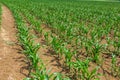 Young corn plants growing on the field on a sunny day. Selective focus Royalty Free Stock Photo