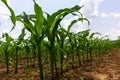 Young corn plants growing on the field on a sunny day. Selective focus Royalty Free Stock Photo