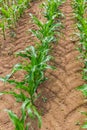 Young corn plants growing on the field on a sunny day. Selective focus Royalty Free Stock Photo