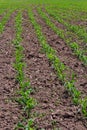 Young corn plants growing on the field on a sunny day. Selective focus Royalty Free Stock Photo