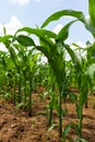 Young corn plants growing on the field on a sunny day. Selective focus Royalty Free Stock Photo