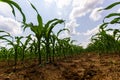 Young corn plants growing on the field on a sunny day. Selective focus Royalty Free Stock Photo