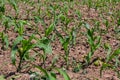 Young corn plants growing on the field on a sunny day. Selective focus Royalty Free Stock Photo