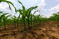 Young corn plants growing on the field on a sunny day. Selective focus Royalty Free Stock Photo