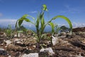 Young corn plants growing in recently burnt field