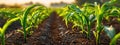 Young corn plants growing in rows in fertile soil. Agriculture and harvest Royalty Free Stock Photo