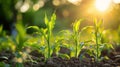 Young Corn Plants Sprouting in a Field Bathed in the Golden Morning Light Royalty Free Stock Photo