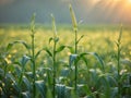 Young Corn Plants Growing in a Sunny Field Fresh Spring Growth Agriculture Royalty Free Stock Photo
