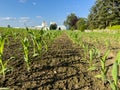 Young corn plants grown in rows in a field in spring Royalty Free Stock Photo