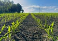 Young corn plants grown in rows in a field in spring Royalty Free Stock Photo