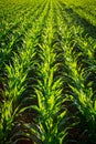 Young Corn Plants Royalty Free Stock Photo