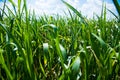 Young corn plants are swaying in the wind in the field on a sunny summer day Royalty Free Stock Photo